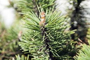 Pine branch, close up photo