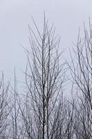 árboles en invierno foto