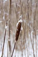 Dry plants in winter photo