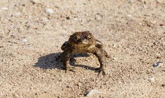 large toad, spring photo