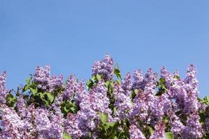 lilac flowers in May photo