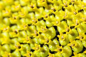 yellow flower sunflower photo