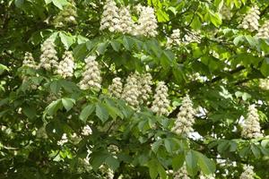 blooming chestnut tree in the spring photo