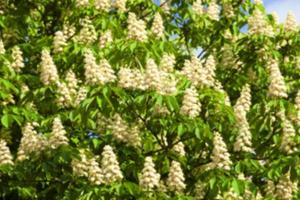 blooming chestnut tree in the spring photo