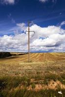 farm field cereals photo