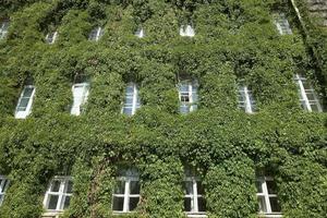 building in the ivy photo