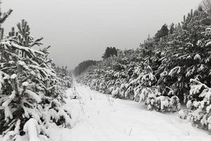 Snow drifts in winter photo