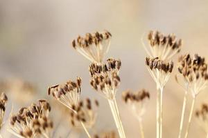 mature dill close-up photo