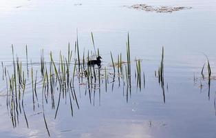 Black bird in the spring day photo