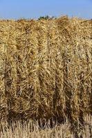 straw texture background, close up photo
