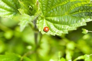 Ladybird on currant leaves photo