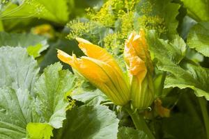 beautiful yellow flower photo