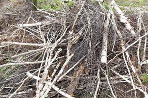 Broken breeze trees birch trees photo