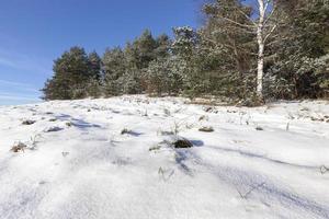 bosque de invierno, de cerca foto