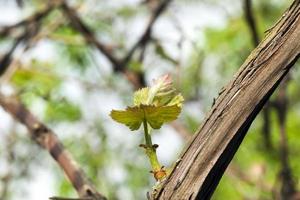 hojas tiernas de uvas foto