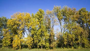 autumn foliage, trees photo