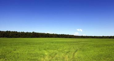 field of rye photo