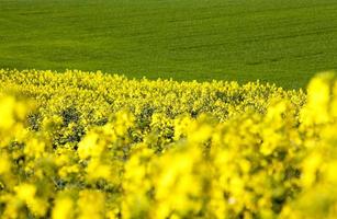 Field with yellow rape photo