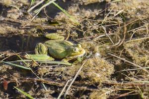 swamp with frogs photo