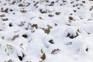 Winter season and yellow leaves on snow photo