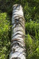 trunk birch, close up photo