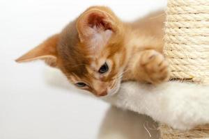 small abyssinian kitten photo