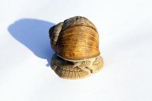 caracol sobre papel blanco foto