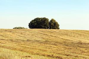 golden straw stubble photo