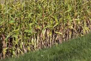 maíz seco de otoño foto