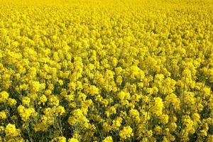 Yellow blossoming rape photo