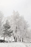 winter season, trees photo