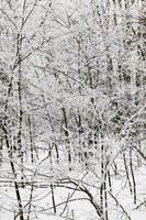 bosque de invierno, nieve foto