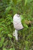 poison white mushroom photo