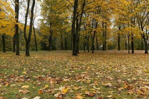 trees in a city park in late fall photo