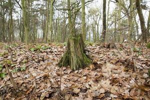 Covered with moss tree stump close up photo