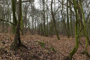 bare trunks of trees in the autumn forest photo