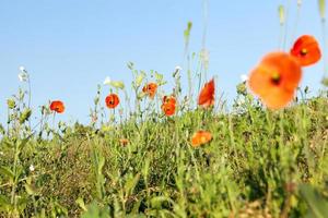 Red poppies flowers photo