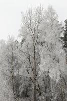 winter tree , close up photo