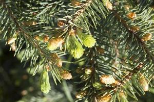 fresh fir buds photo