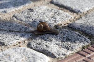 un caracol, primer plano foto