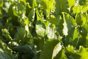 Beetroot leaves, close up photo