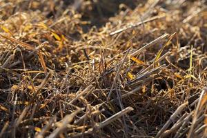 Texture of the field photo