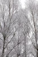 birch trees, close up photo