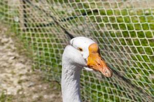 Geese in the zoo photo