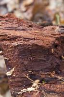 rotting fallen tree trunk photo