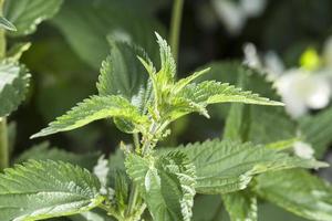 Green nettle, summer photo