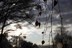 Trees in autumn photo