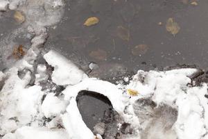 frozen birch leaves photo