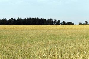 wheat field and sky photo