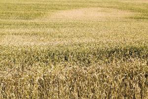 campos agrícolas europa del este foto